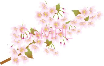 桜のイラスト